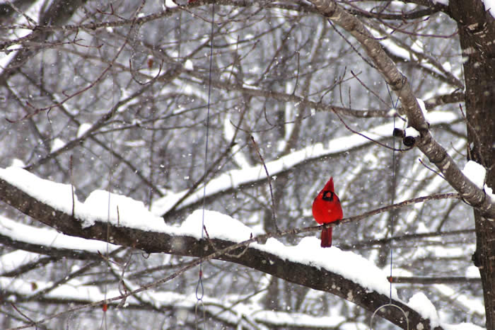 Cardinal in Winter